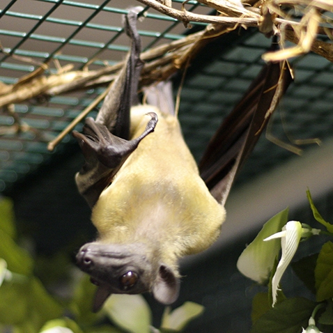 photo of a bat hanging upside down